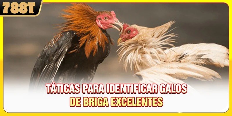 Táticas para identificar galos de briga excelentes