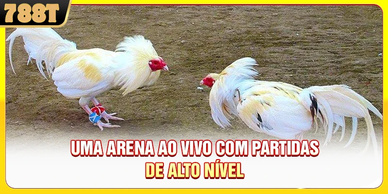 Uma arena ao vivo com partidas de alto nível